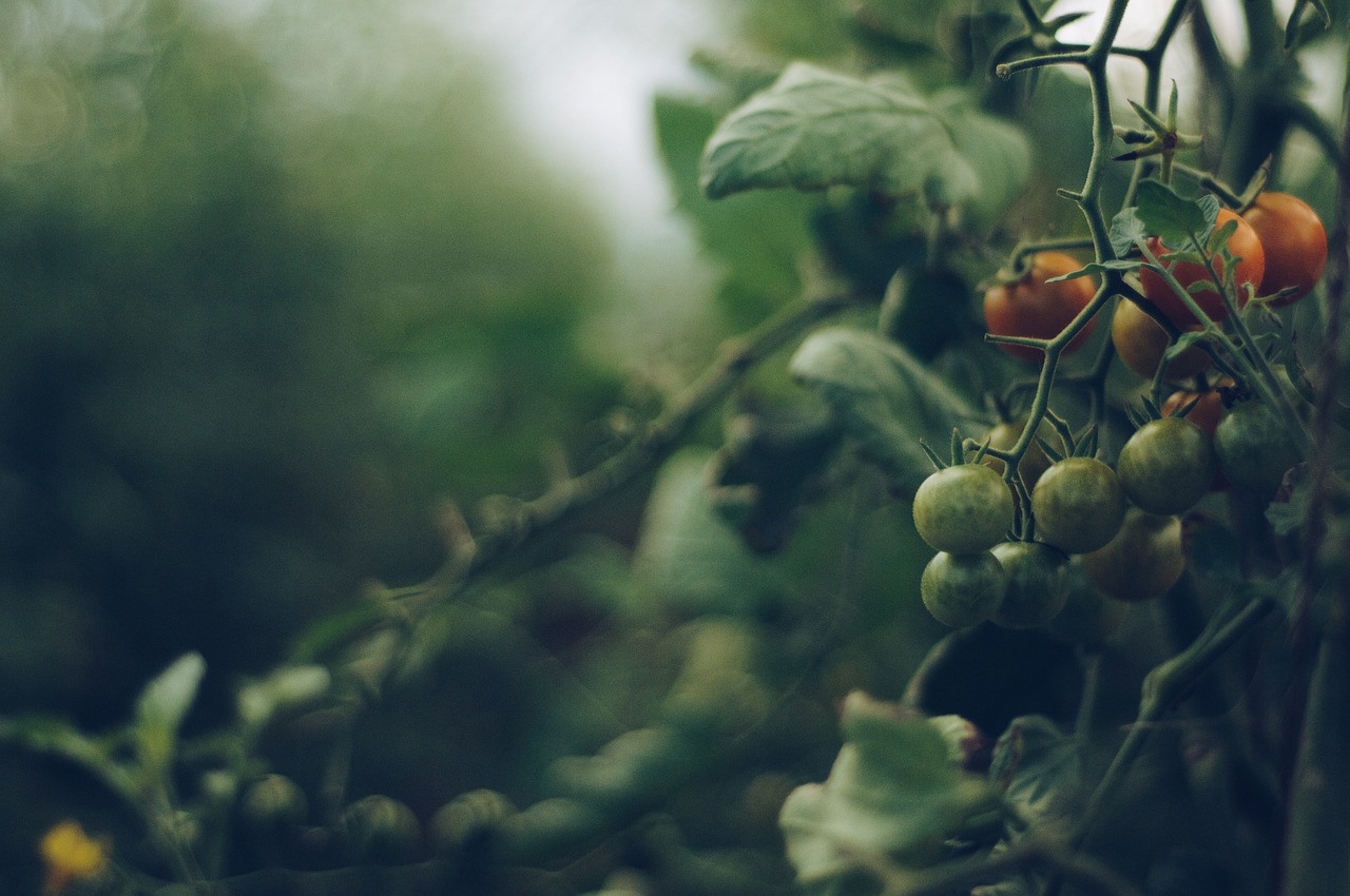 Best Plants for Water Conservation Gardening